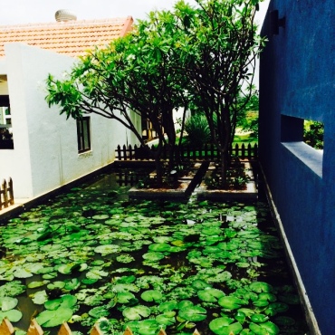 Lotus pond without lotuses!